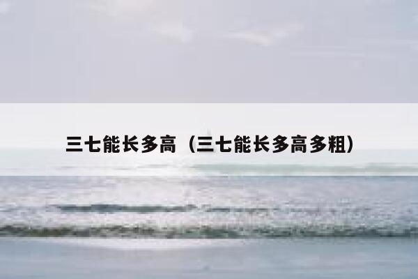 三七能长多高（三七能长多高多粗）