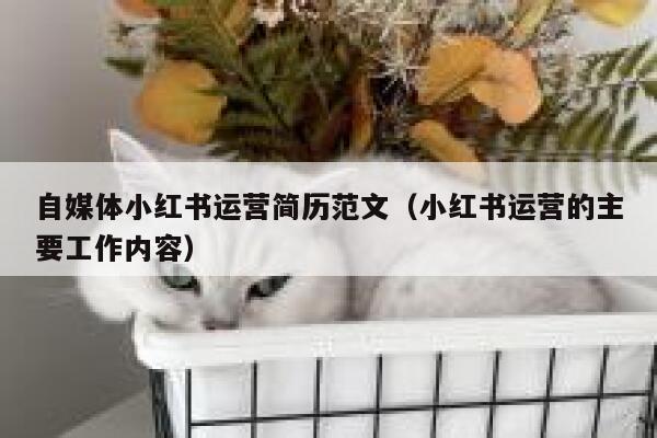 自媒体小红书运营简历范文（小红书运营的主要工作内容）