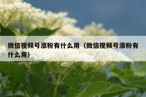 微信视频号涨粉有什么用（微信视频号涨粉有什么用）