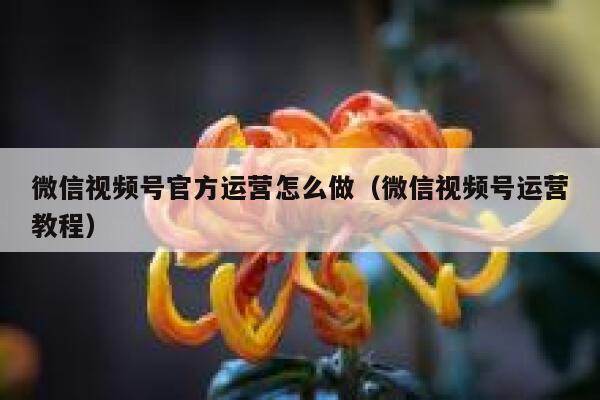 微信视频号官方运营怎么做（微信视频号运营教程）