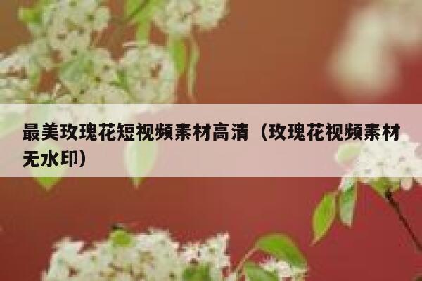 最美玫瑰花短视频素材高清（玫瑰花视频素材无水印）