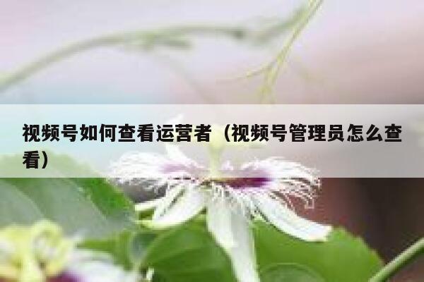 视频号如何查看运营者（视频号管理员怎么查看）