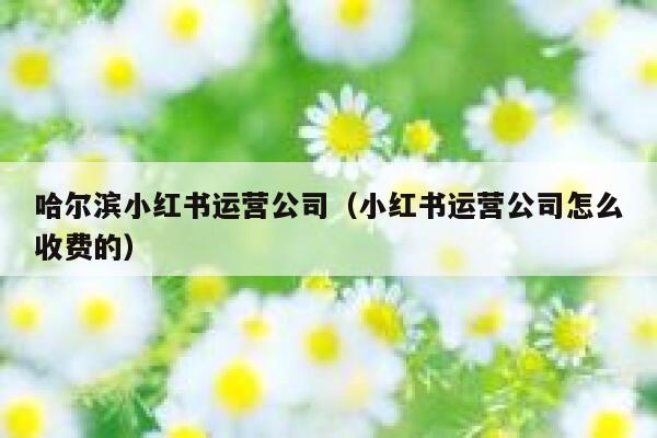 哈尔滨小红书运营公司（小红书运营公司怎么收费的）