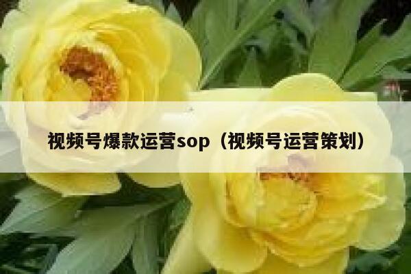 视频号爆款运营sop（视频号运营策划）