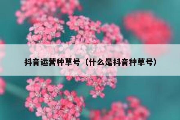 抖音运营种草号（什么是抖音种草号）