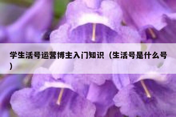 学生活号运营博主入门知识（生活号是什么号）